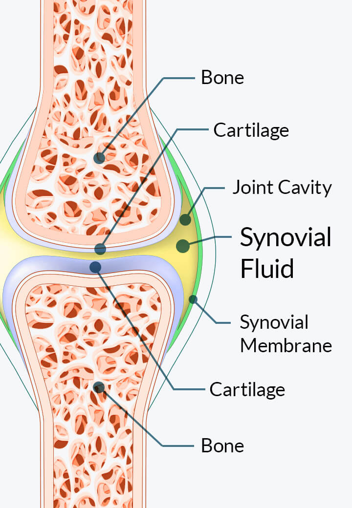Hyaluronan supports synovial fluid diagram
