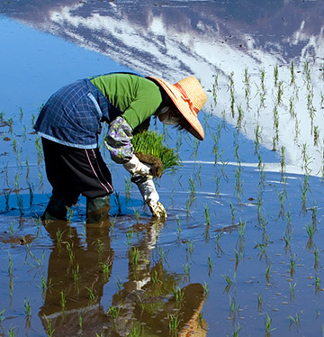 Japanese villager working in rice field